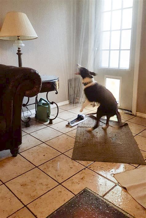 Dog Drags Sprinkler Inside to Beat the Texas Heat: Photos