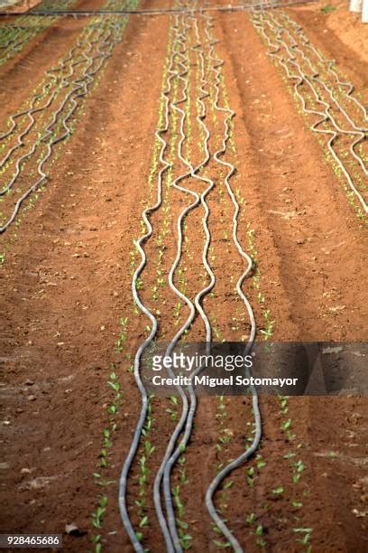 452 Drip Irrigation Agriculture Stock Photos, High-Res Pictures, and ...