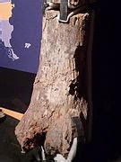categorypatagotitan fossils wikimedia commons