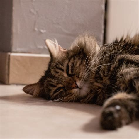 cat nap feline  photo  pixabay pixabay