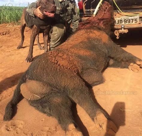 Maior Javali Morto No Brasil - Vídeo viraliza ao mostrar Javali gigante em fazenda, “assustador ...