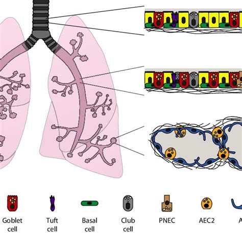 schematic representation    areas   pulmonary  scientific diagram
