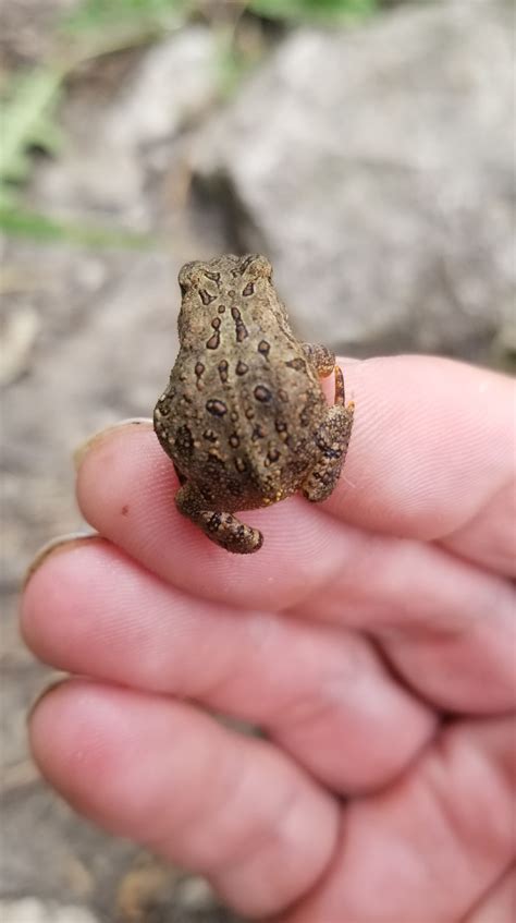 Tiny Toad : r/TinyUnits