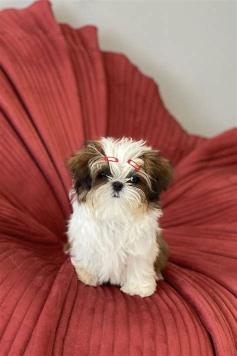 Teacup Shih Tzu Guide - The Truth About This Tiny Breed. | PupTraveller