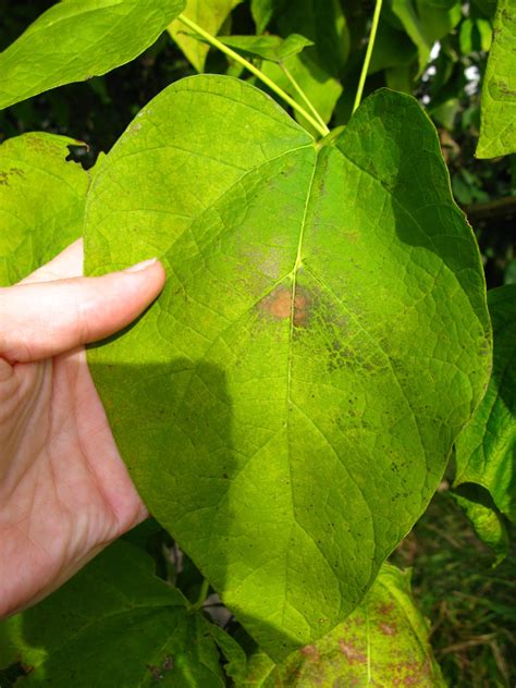 Three Heart-Shaped Leaves – Backyard and Beyond