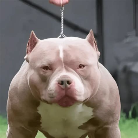 What Is a Micro Bully? - The Small Exotic Bully Breed Guide