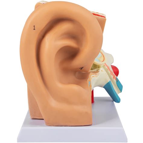 Label The Human Ear 6