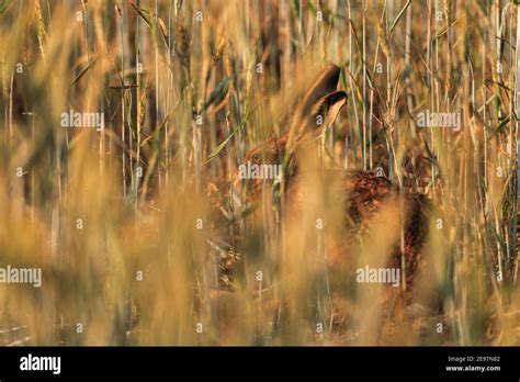 brown hare   natural habitat stock photo alamy