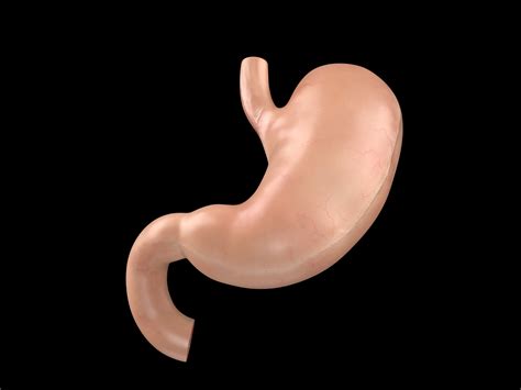human stomach anatomy  model turbosquid
