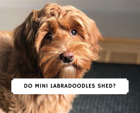 mini labradoodles shed  lot