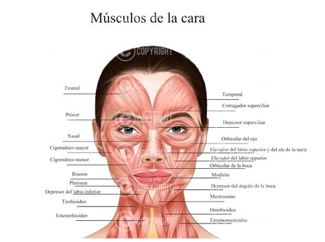 Anatomía Facial | Músculos De La Cara Y El Cuello | Estética