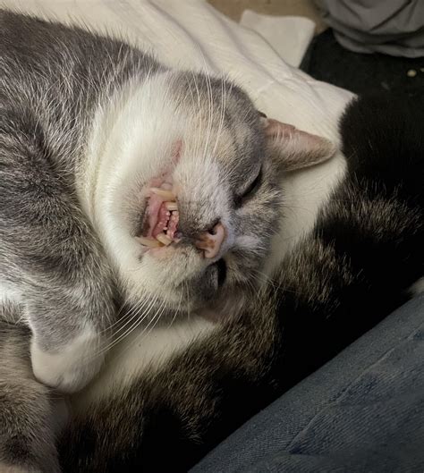 My foster cat Spats smiles while sleeping. Creeps me out : r