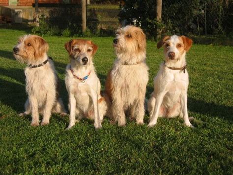 Kromfohrlander Dog Breed Information, Images, Characteristics, Health