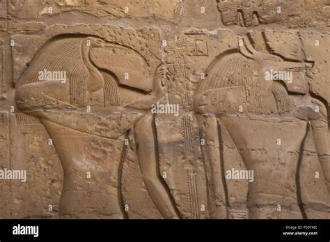 egypt temple  luxor relief depicting gods thoth  anubis thebes