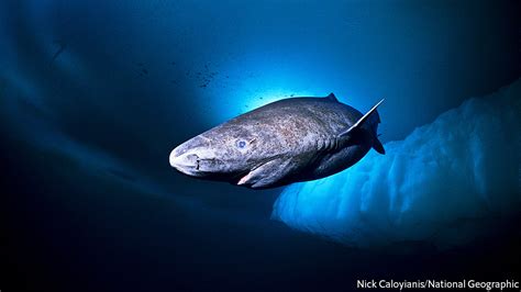 Humankind’s odd need to catch sharks - Deep blue sea