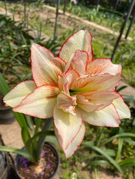 Allure | Amaryllis flowers, Amaryllis, Flowers