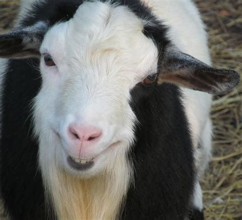 Goofy Goat Smile | Smiling animals, Goats, Sheep