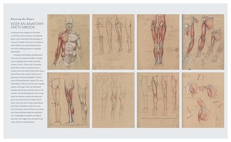 Galleon - Basic Human Anatomy: An Essential Visual Guide For Artists