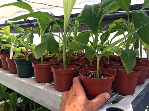 Gros Michel Banana | Gros Michel Banana