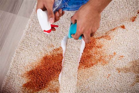The Ultimate Diy Carpet Rescue: 5 Easy Steps To A Spotless Home