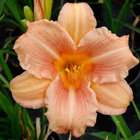 Hemerocallis ' EveryDaylily Pink Wing'- Лилейник 'EveryDaylily Pink ...