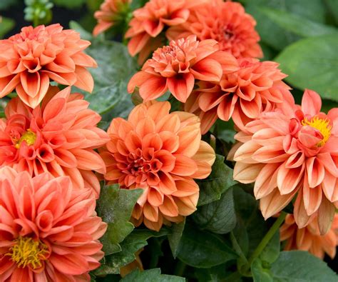 How to pinch out dahlias and get more flowers from your plants | Homes