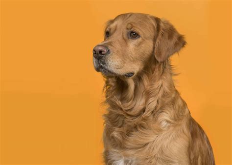 Why Do Male Dogs Growl At Their Puppies