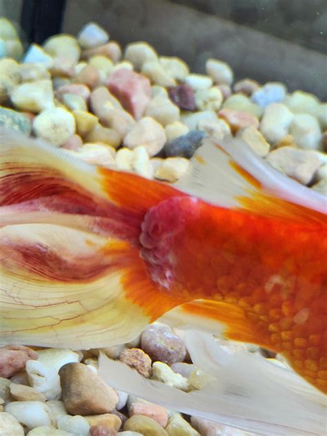 wrong   goldfish raquariums