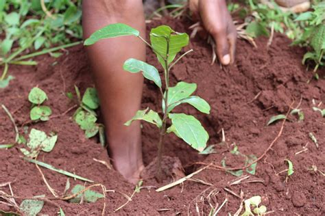 10 Essential Ways Trees Help Our Planet - Trees for the Future