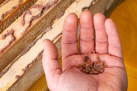 premium photo gathering bee glue propolis  wooden frames  hive