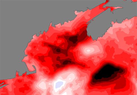 Marine Heatwave - Gulf of Maine Research Institute