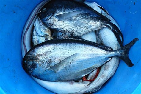 Free Images : blue, thunnus, milkfish, Atlantic bluefin tuna, oily fish ...
