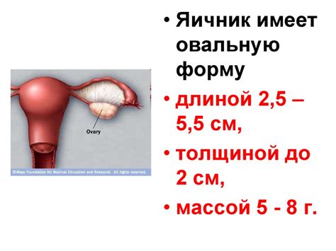 Анатомия и физиология женской половой системы - презентация онлайн