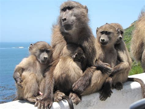 Baboon Family in Simonstown, South Africa