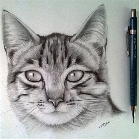 Cat Drawing by LethalChris on DeviantArt | Cats art drawing, Realistic ...
