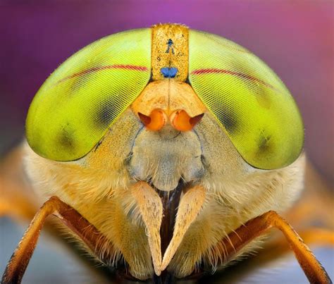 Bug-eyed: macro photographs of insects by Ireneusz Irass Waledzik