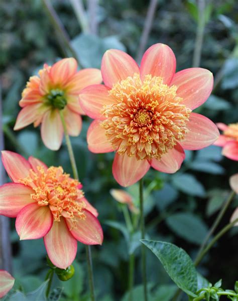 Types of Dahlias: 8 Great Looks