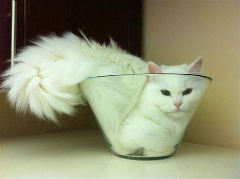 Кошачья кровать