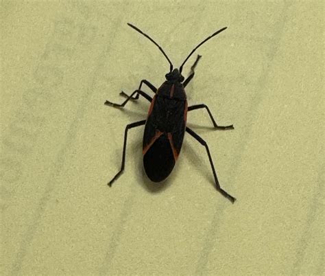 Found in upstate NY : r/insects