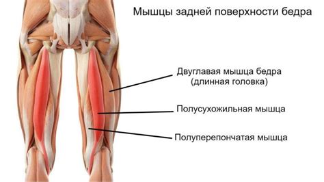 Анатомия ног человека: мышцы и связки, строение мышц ноги, названия ...