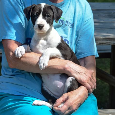 animal shelter funding issues santa paula