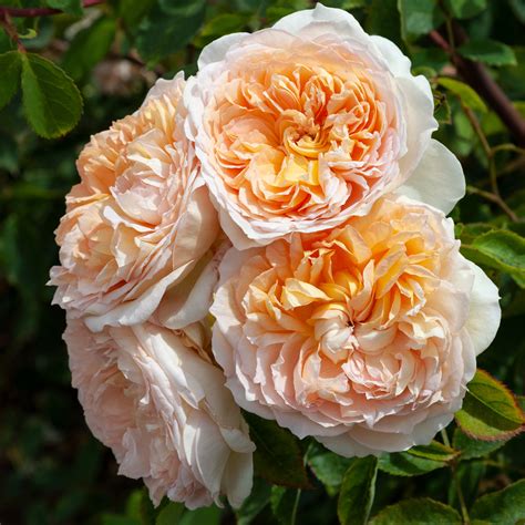 bathsheba plant zone direct