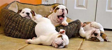 Laziest dog breeds in the world - Lazy dogs - K9 Research Lab