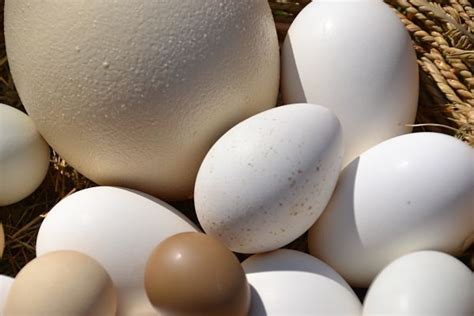 Tipos de huevos comestibles - Cobardes y Gallinas