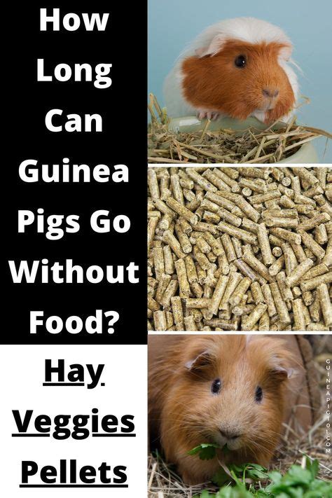 Guinea pigs diet