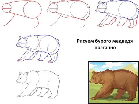 Как нарисовать бурого медведя карандашом поэтапно: Как нарисовать ...