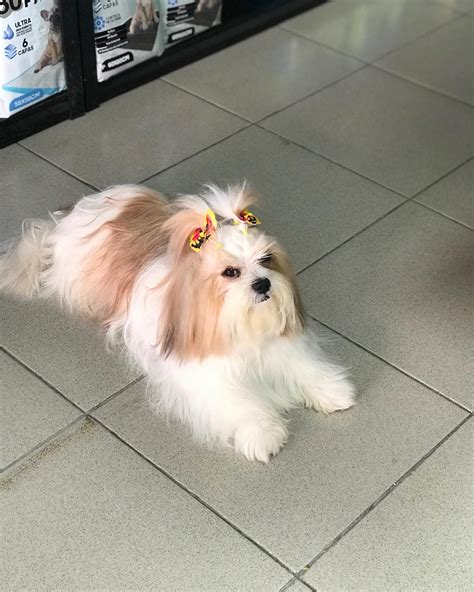 GIO MY PETS CLUB - Home