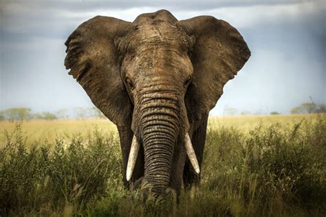 Características Físicas Do Elefante - Elefante: características, comportamento e habitat - Meus Animais