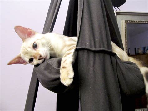 Darf ich bitten: Deutschsprachige Autoren im Interview - REBECCA WILD