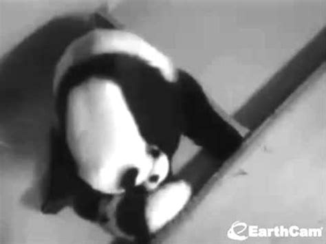 2013-11-13 Presenting Lun Lun with Mei Lun & Mei Huan - YouTube